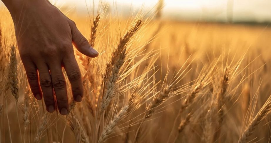 Digital farming advisory platform supporting smallholder farmers