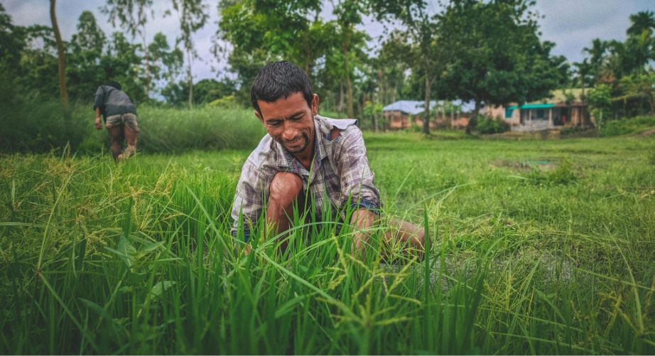 Digital agriculture and smart advisory tools improving crop productivity