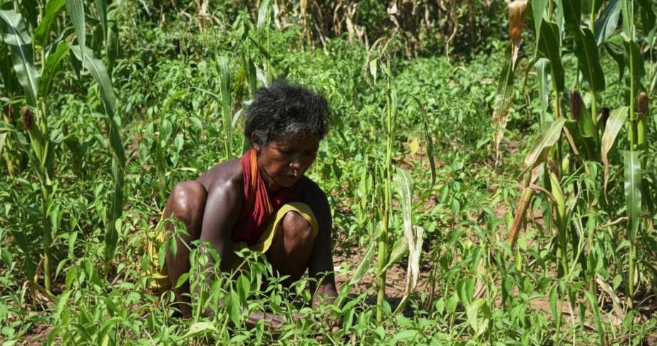 Digital agriculture platform using satellite and weather data for farm advisory